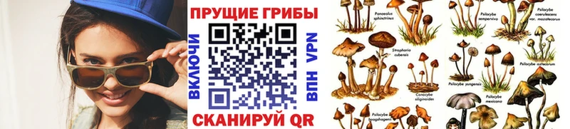 Псилоцибиновые грибы Psilocybine cubensis  купить наркоту  Могоча 